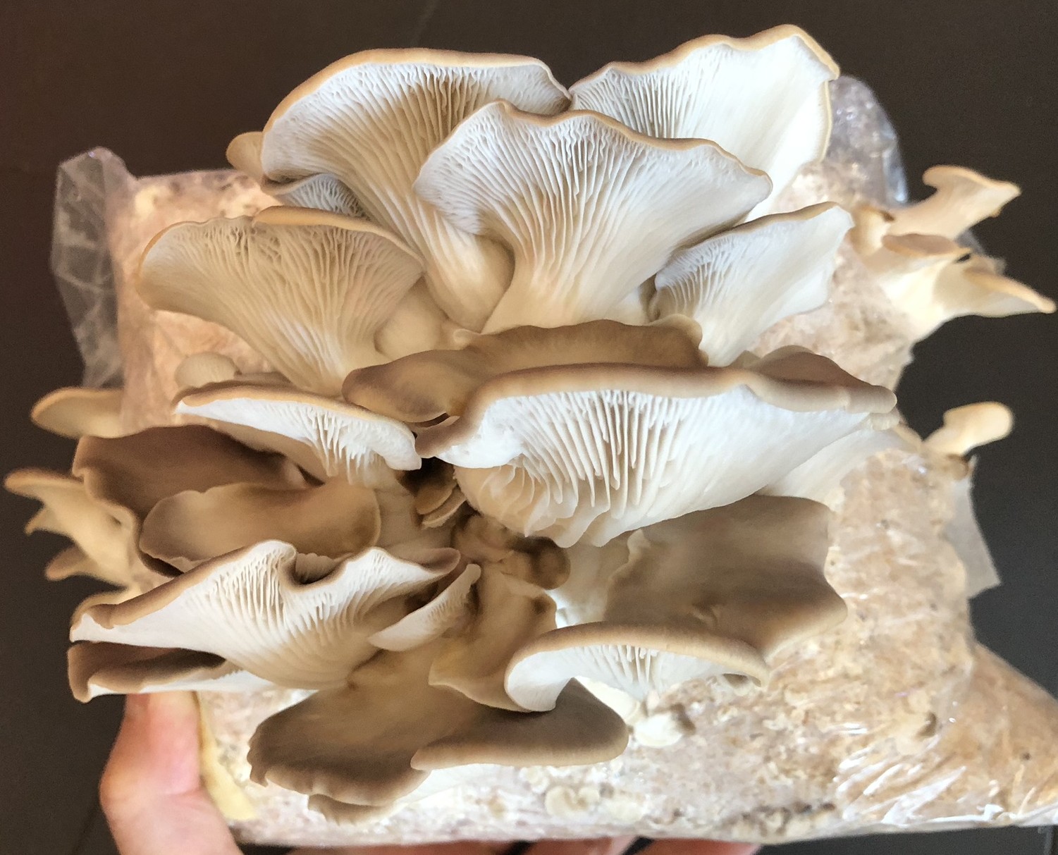 Mycélium de Pleurote Estragon (Pleurotus ostreatus euosmus) 