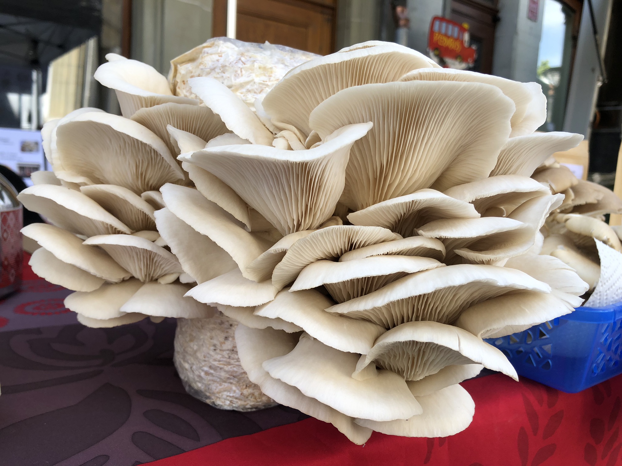 Mycélium de pleurotes de l'orme (Hysyzigus ulmarius)