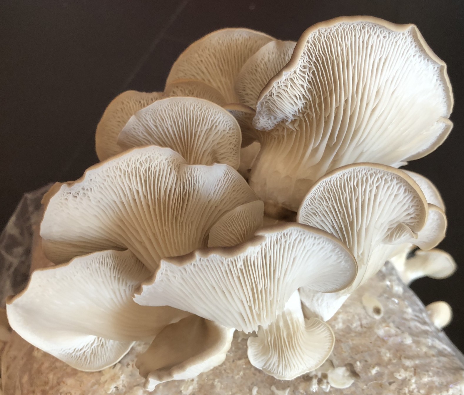 Mycélium de Pleurote Estragon (Pleurotus ostreatus euosmus) 