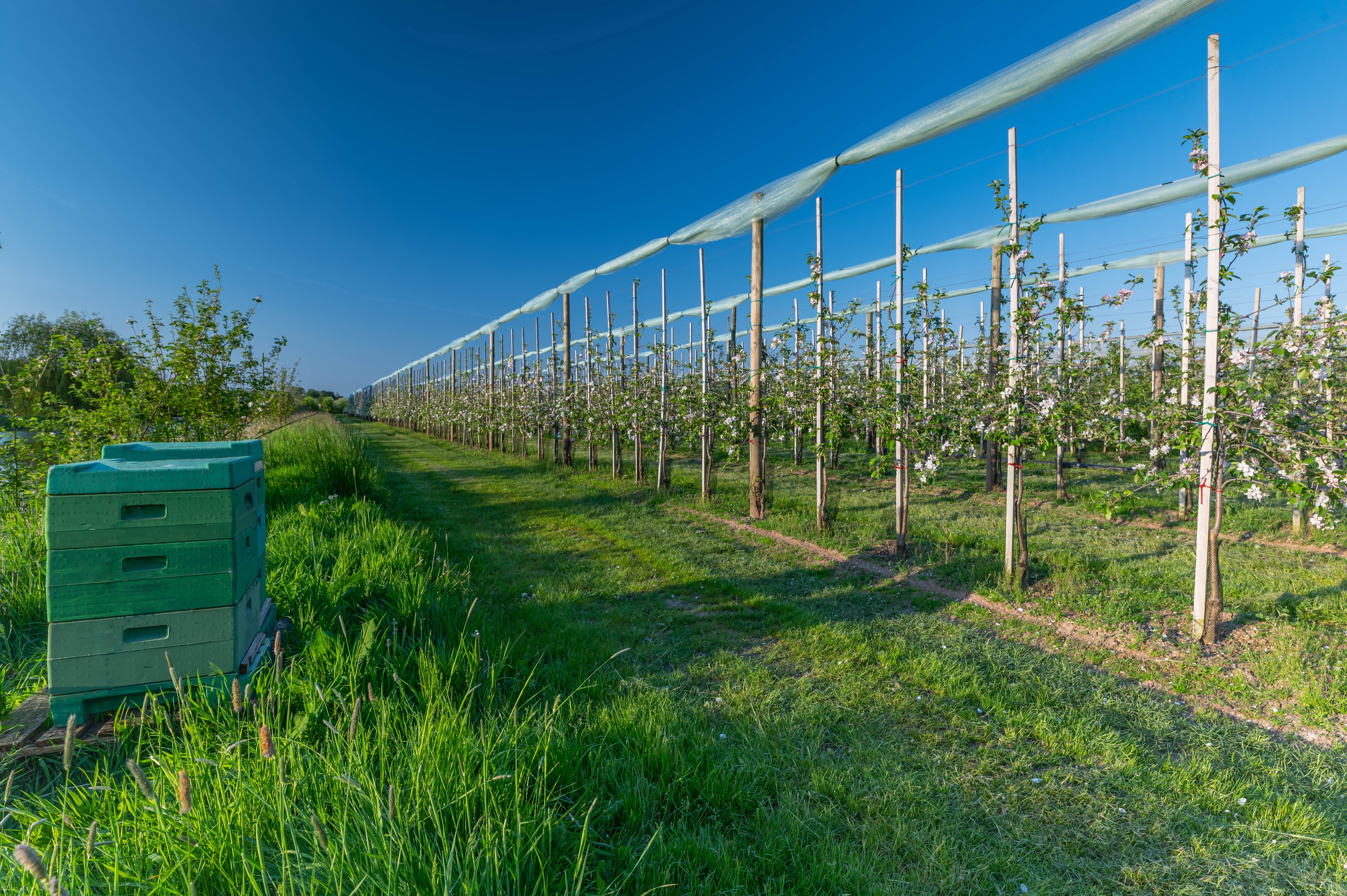 Pollinisation de vos cultures