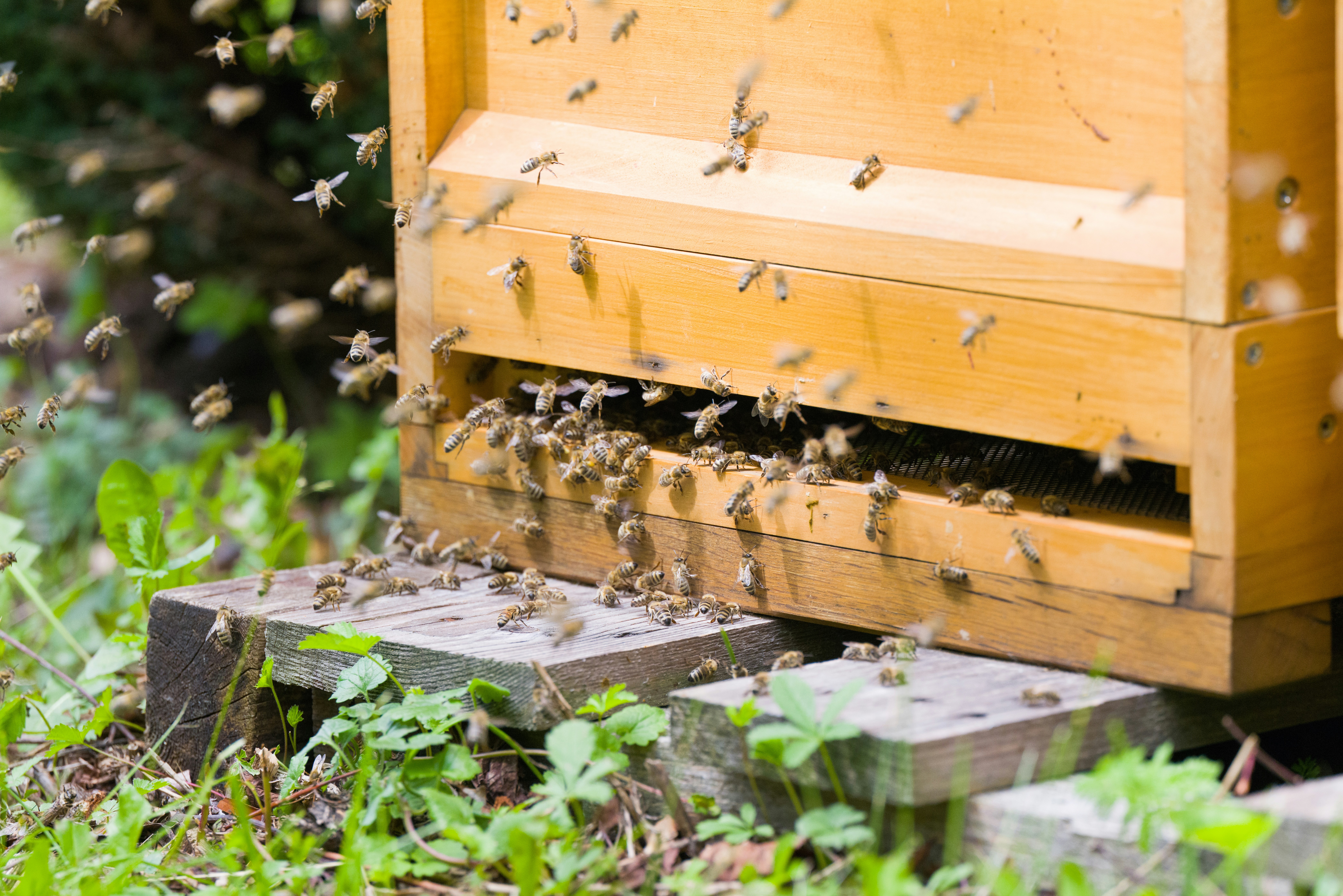 Parrainage d'abeilles