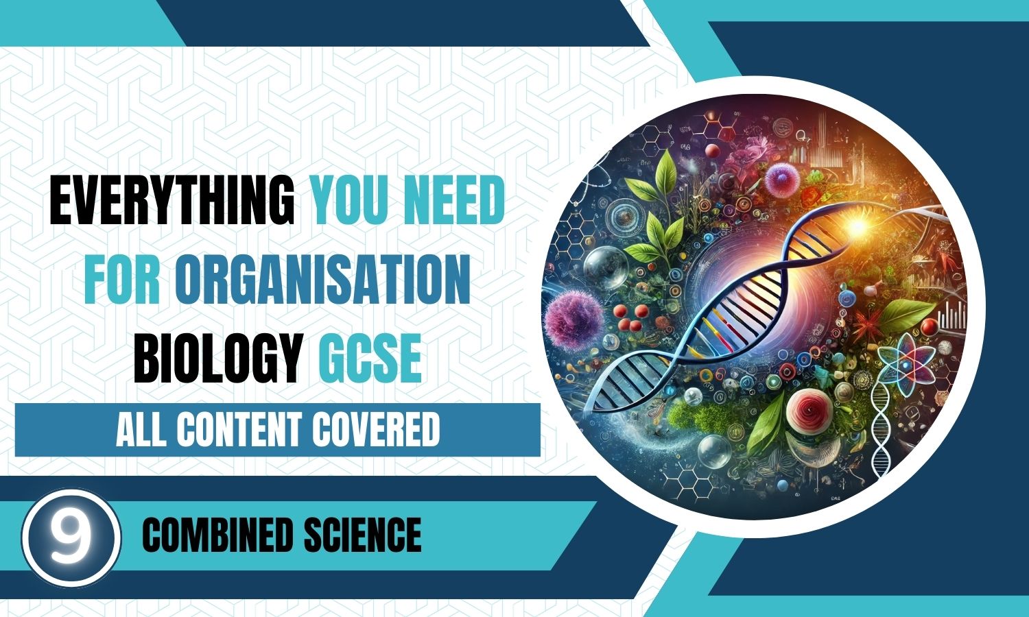 Combined Science: Biology Revision Posters - Organisation