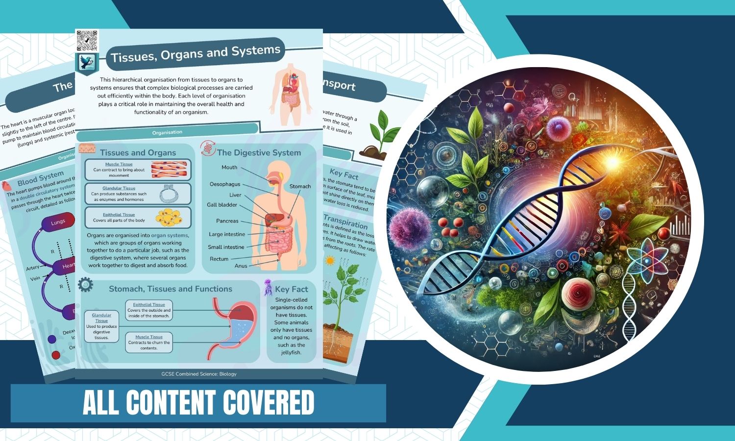 Combined Science: Biology Revision Posters - Organisation