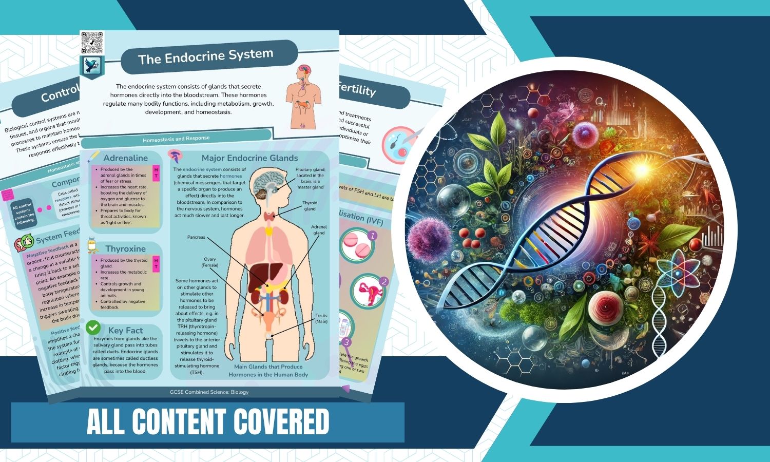 Combined Science: Biology Revision Posters - Homeostasis and Response