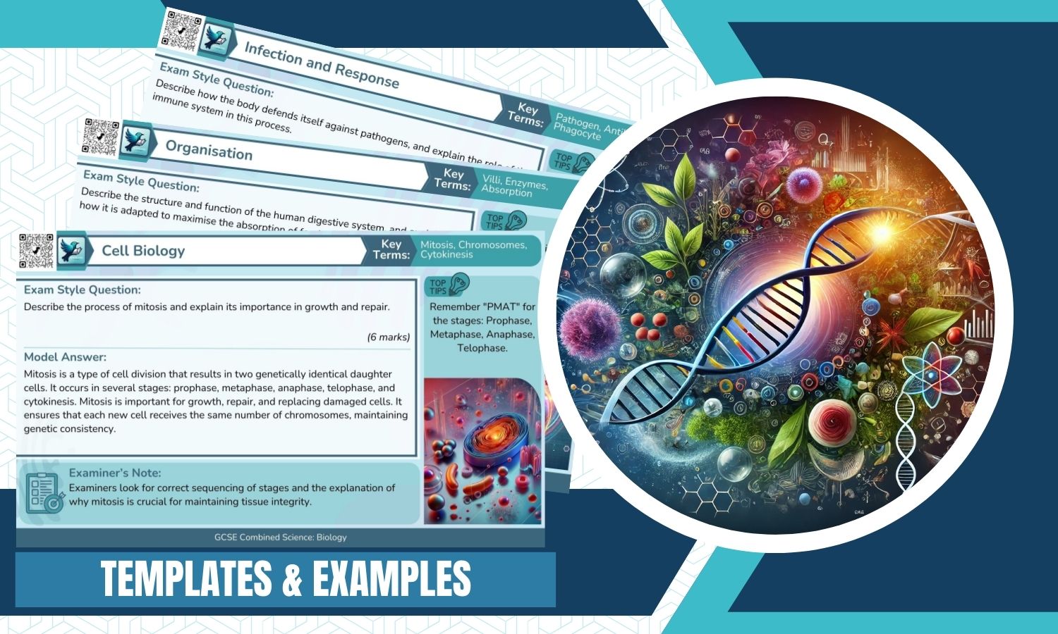 Combined Science: Biology 21+ Six Mark Model Answers