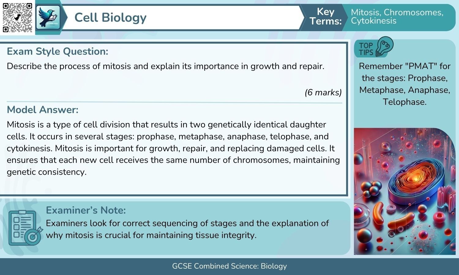Combined Science: Biology 21+ Six Mark Model Answers