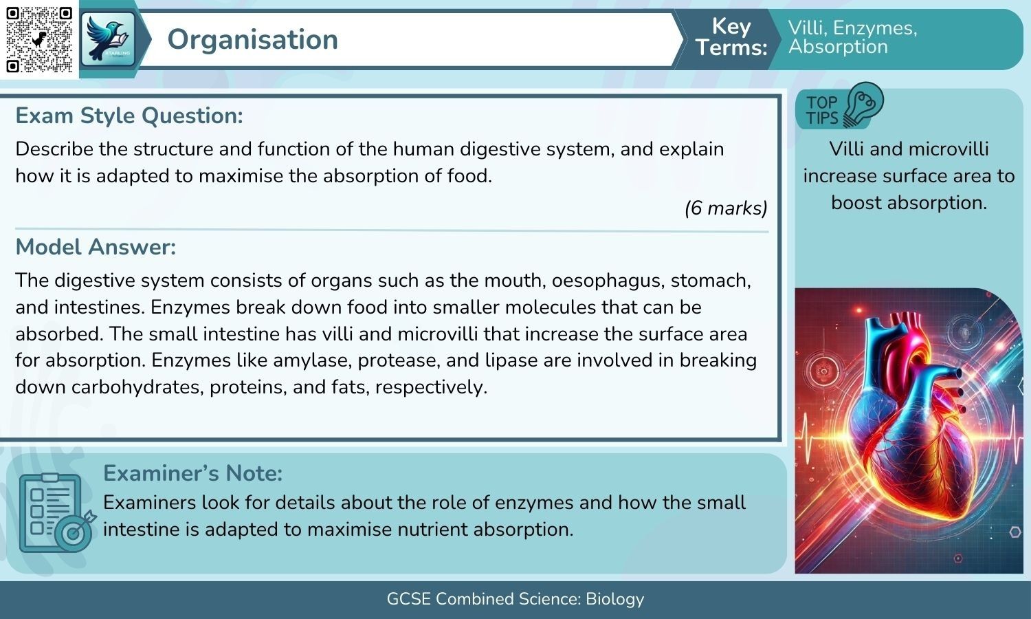 Combined Science: Biology 21+ Six Mark Model Answers