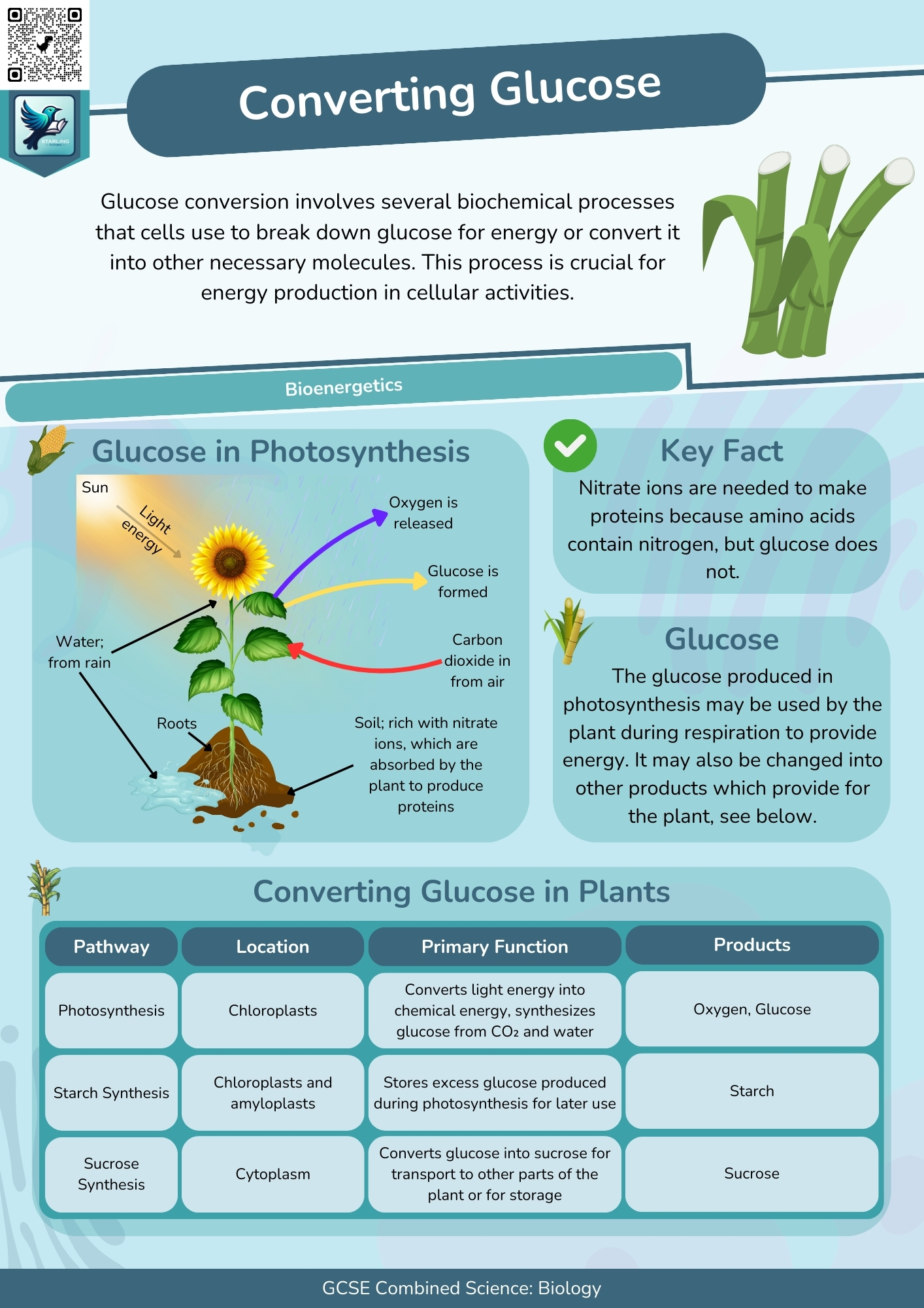Combined Science: Biology - Revision Posters