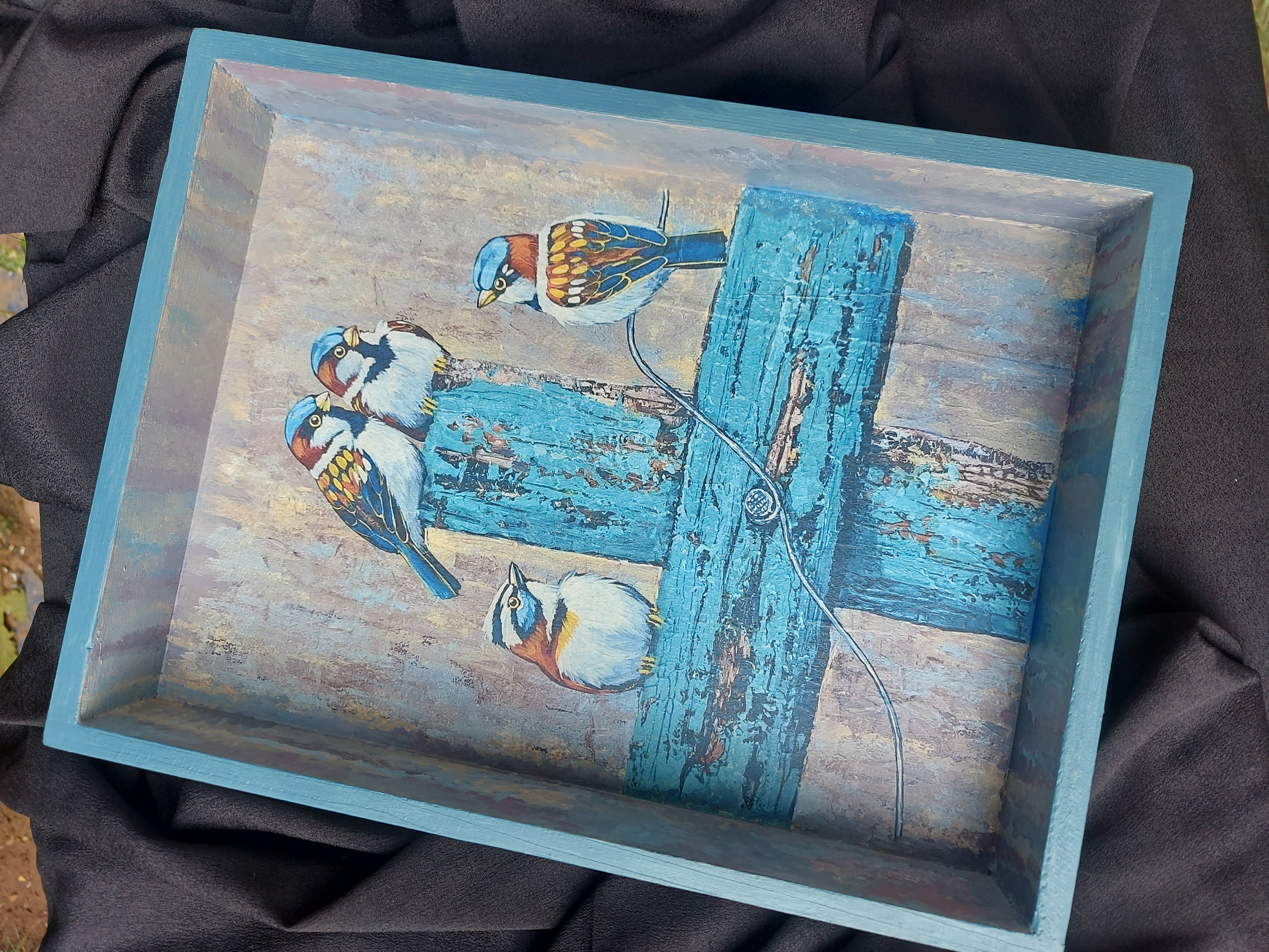 Perched in Blue Tray