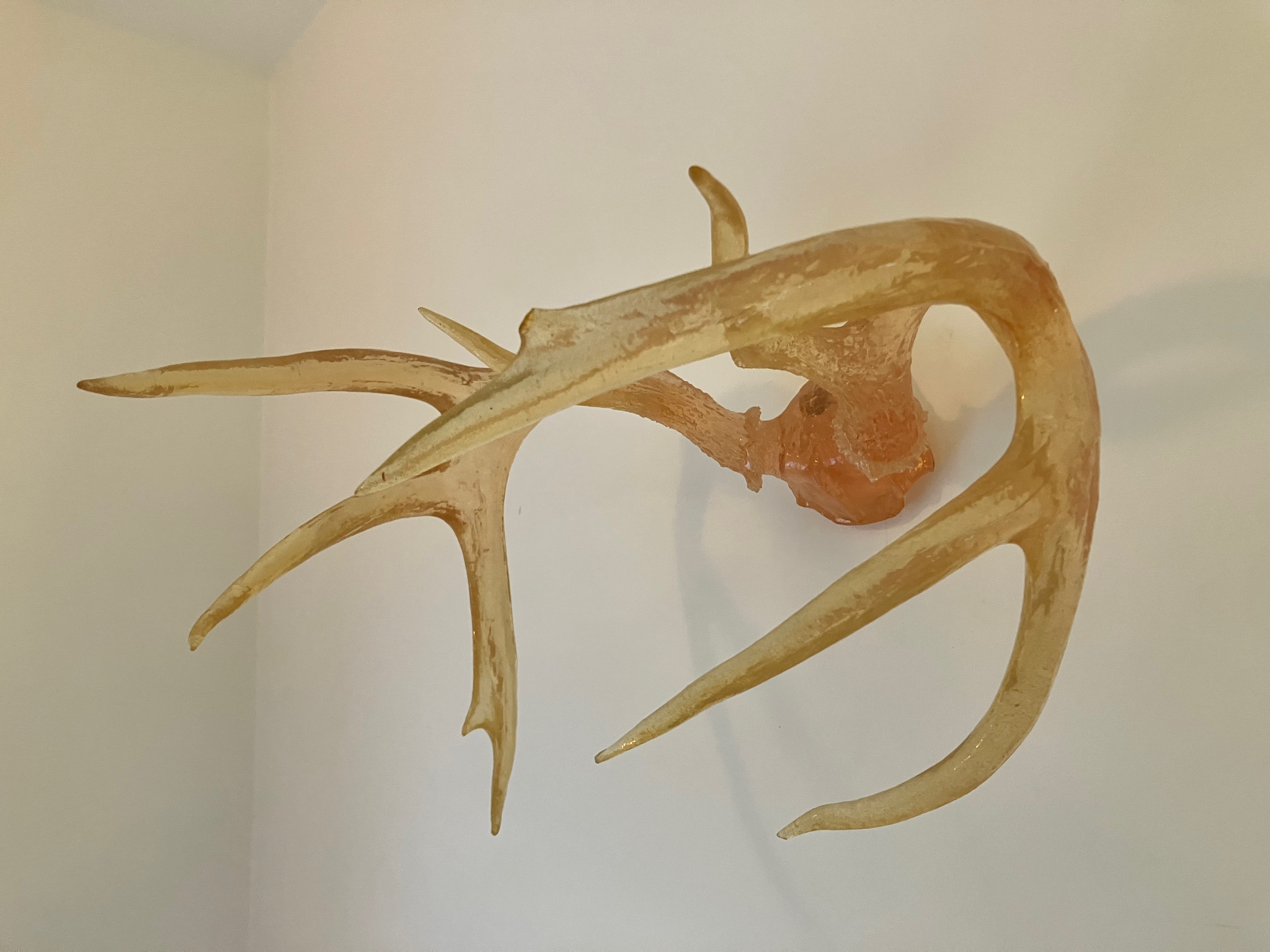 Regular Resin antlers