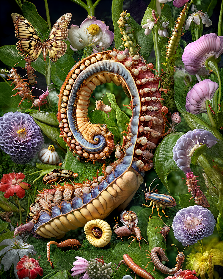 A Carnival of Carapaces