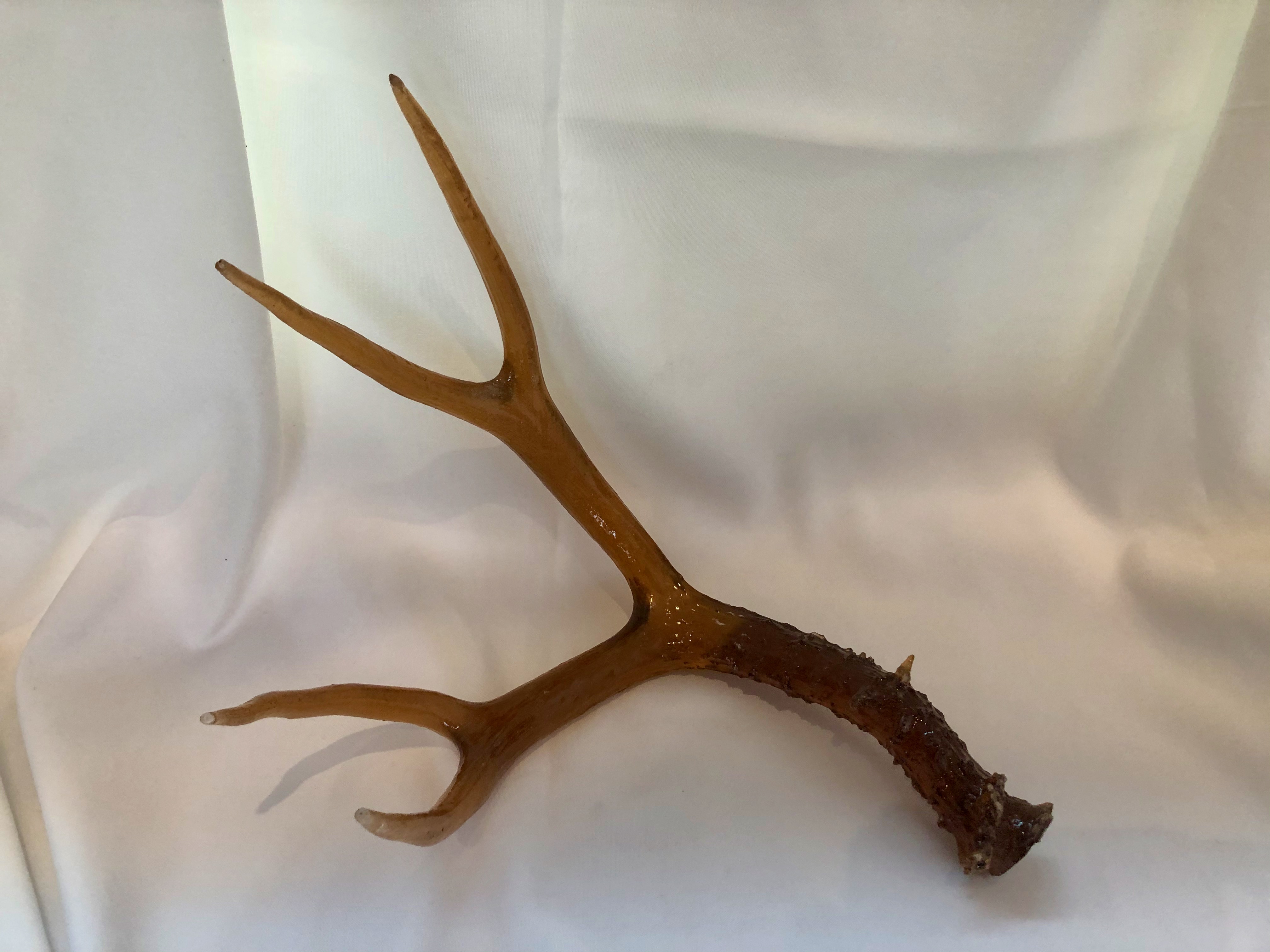 Large Transparent Shed Resin Antler (Single)