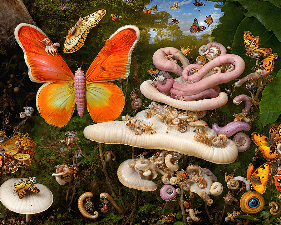 Fantasy Butterfly Art Print