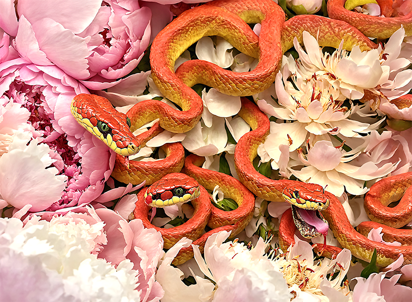 Peoneys and Snakes