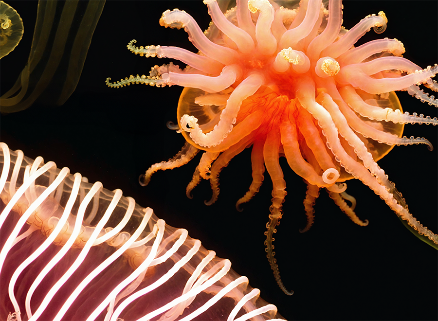Jelly Garden