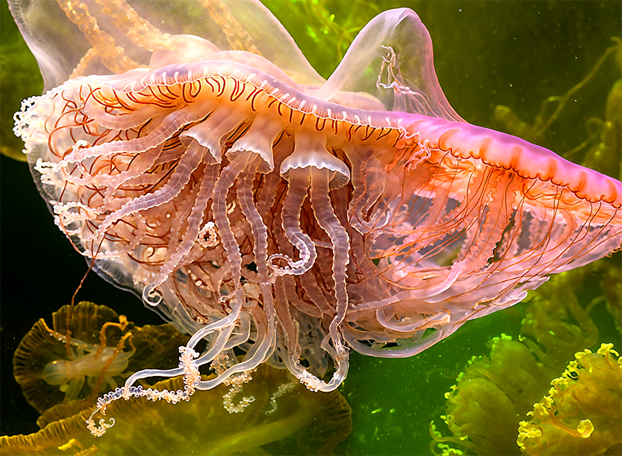 Jellyplace
