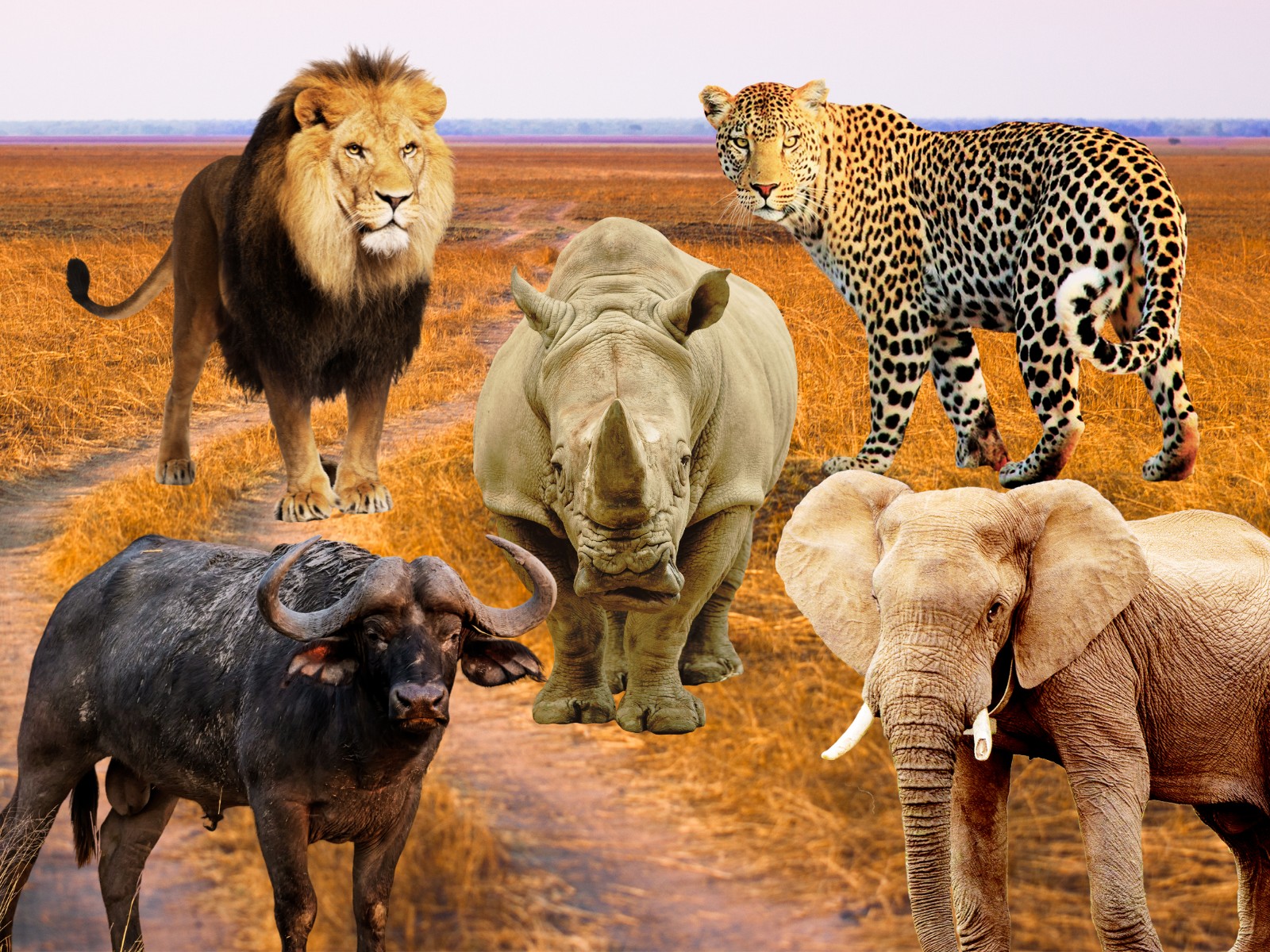 Watch the Majestic Big 5