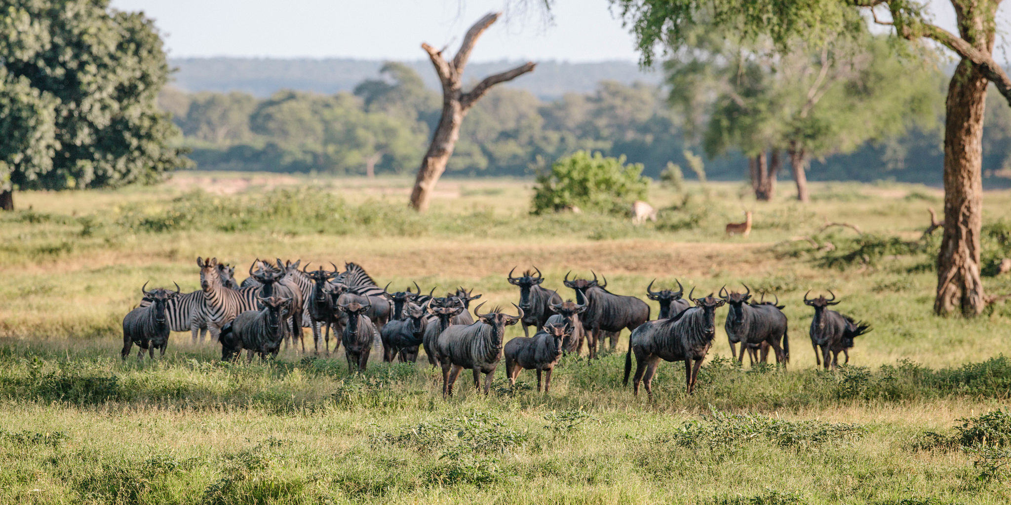 Gonarezhou National Park