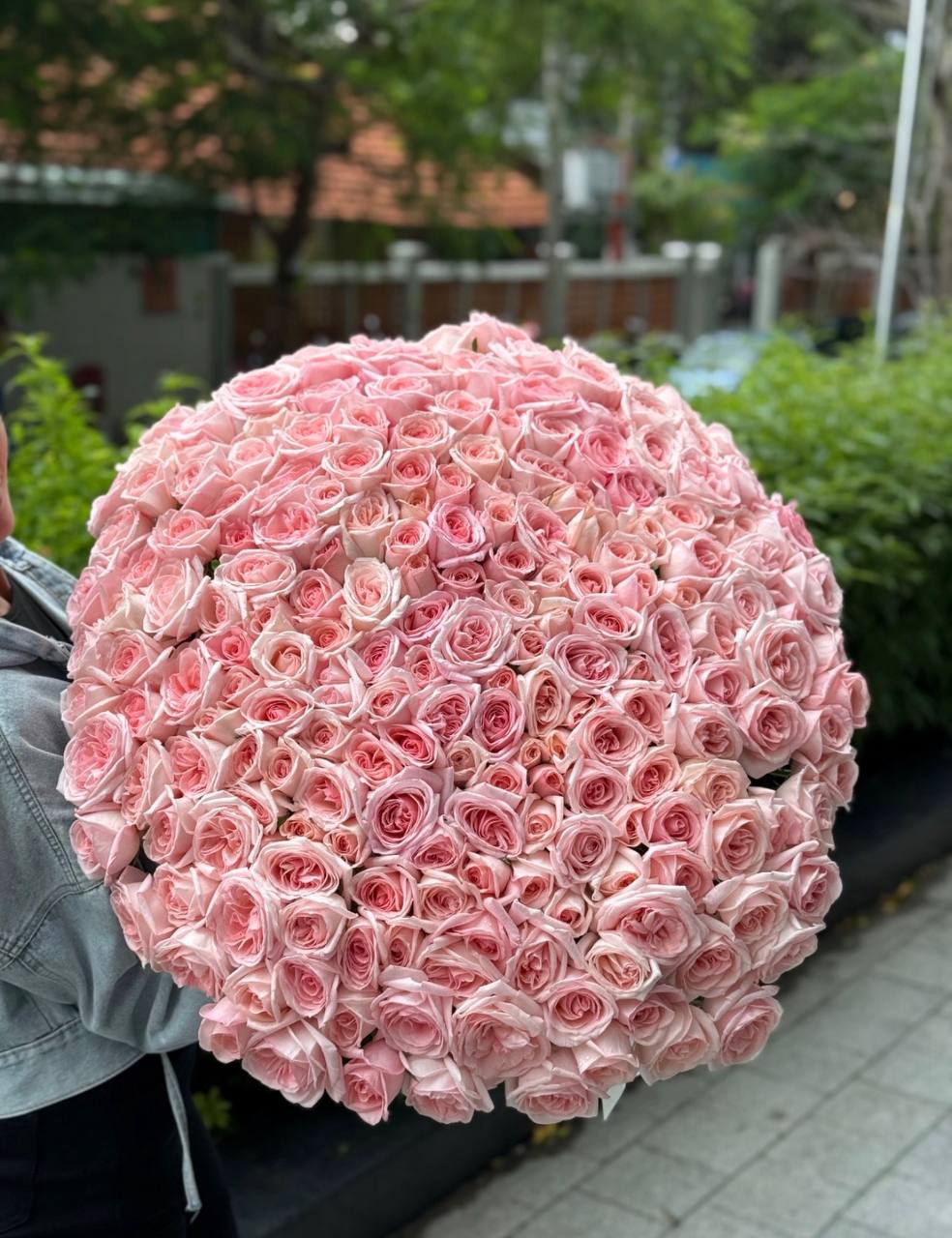 201 Roses “Ohara” (027)