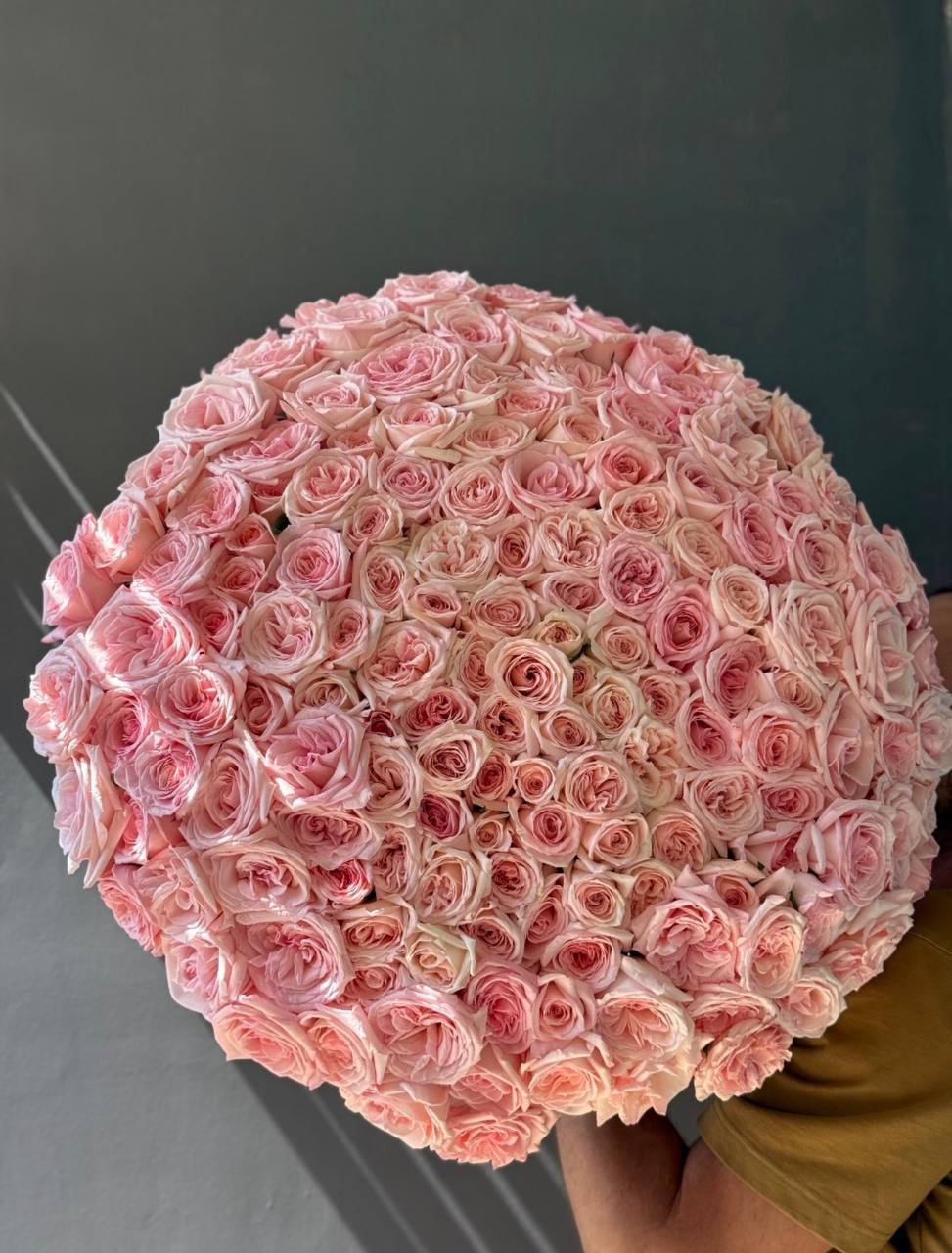 151 “Pink Ohara” Roses (048)