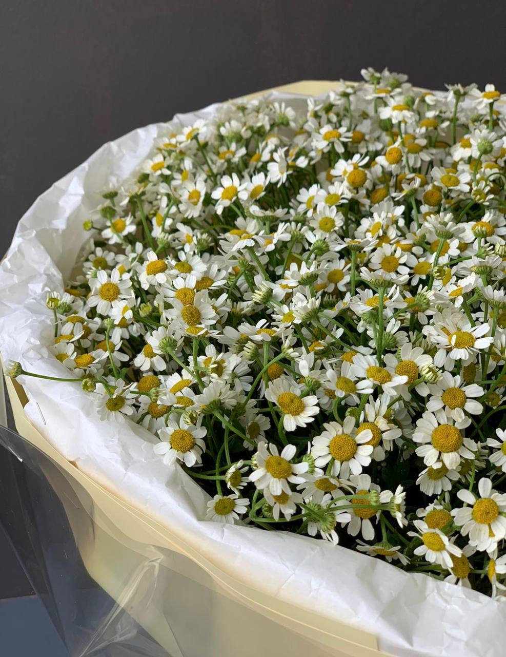 Gentle Daisy Cloud (104)