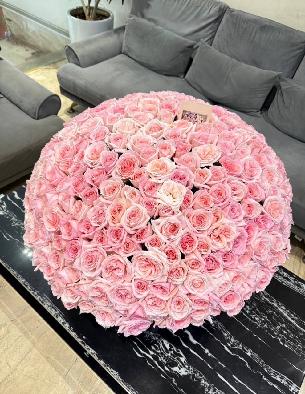 301 Roses “Pink Ohara” (006)