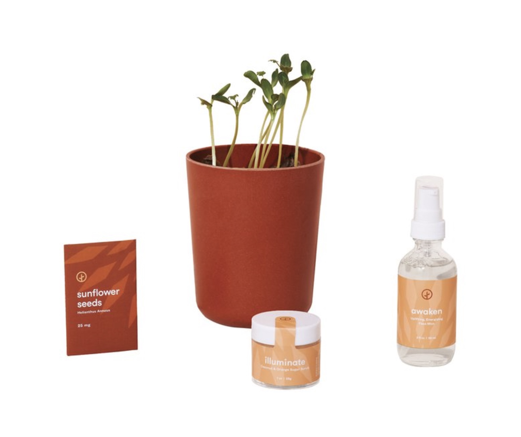 Terracotta Plant Pot