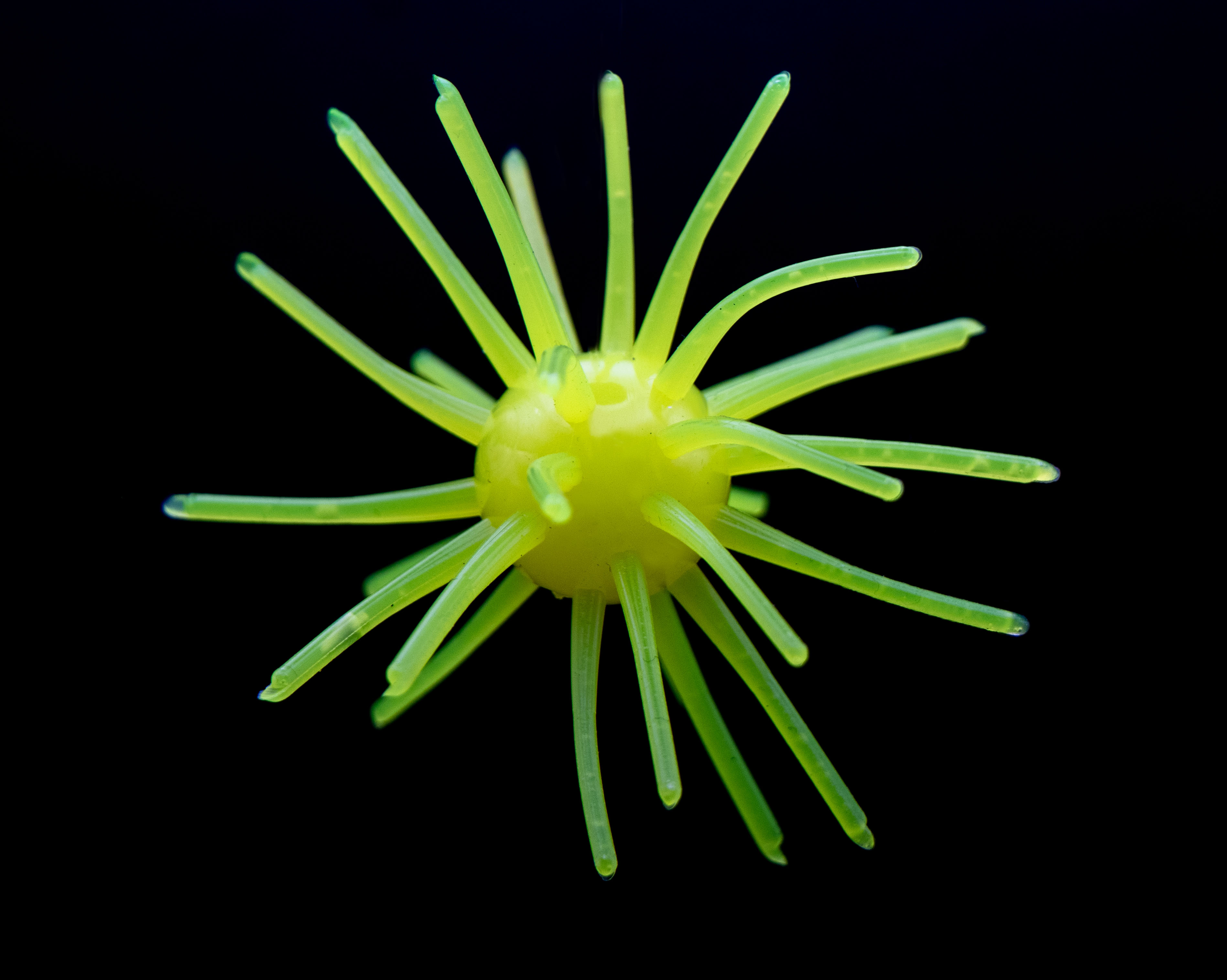 The Sea Urchin - Bass Lure