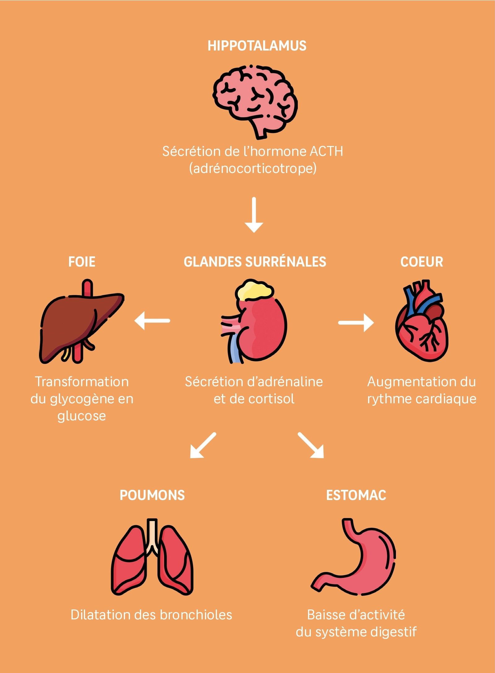 Sophro-pratique : anti-stress