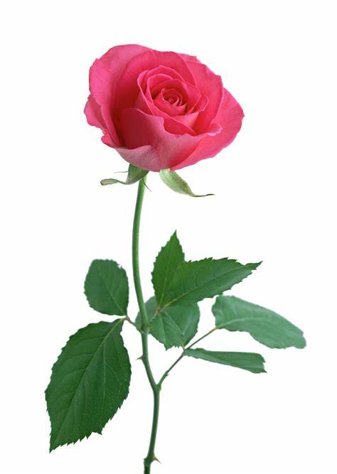 rose product