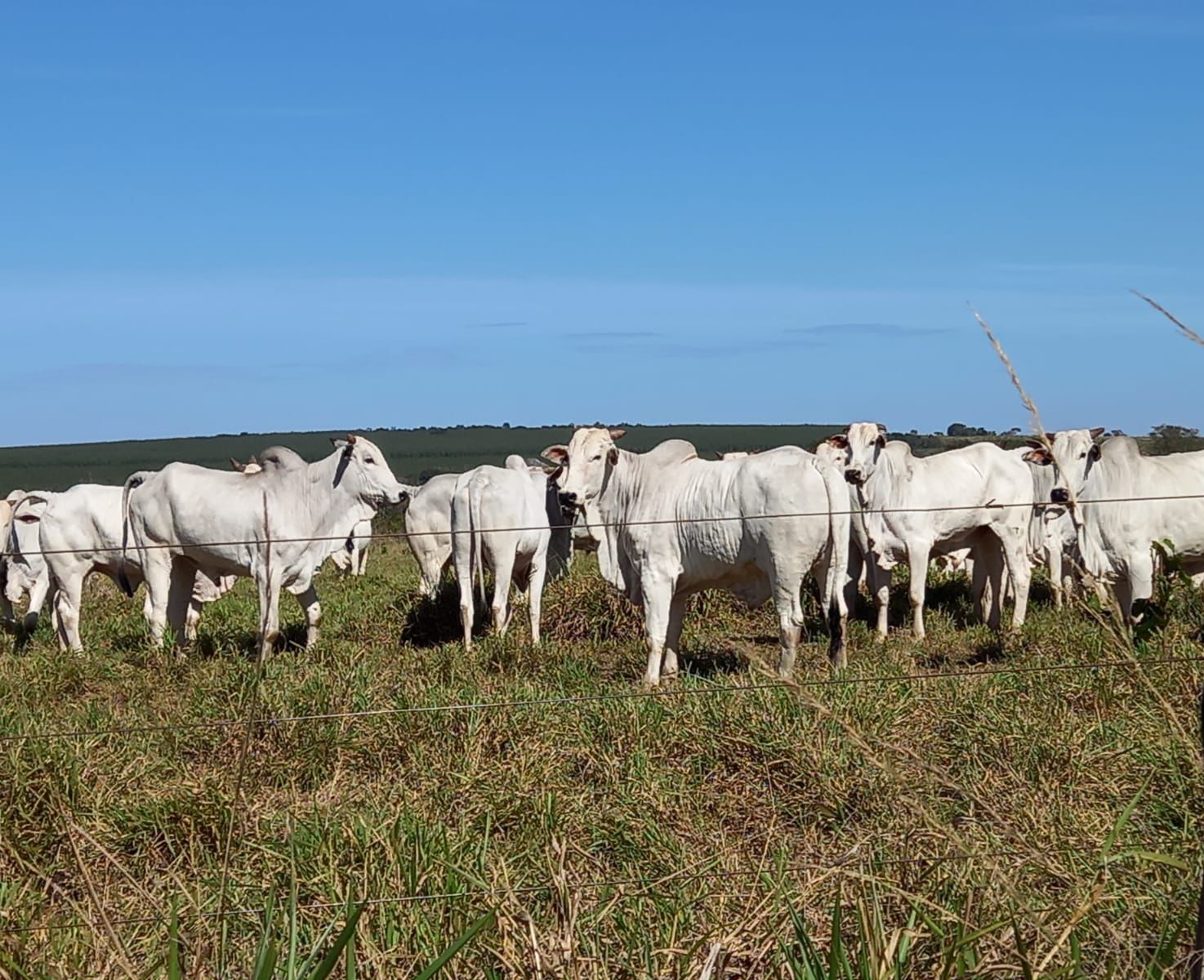 FAZENDA REGIÃO DE  ÁGUA CLARA