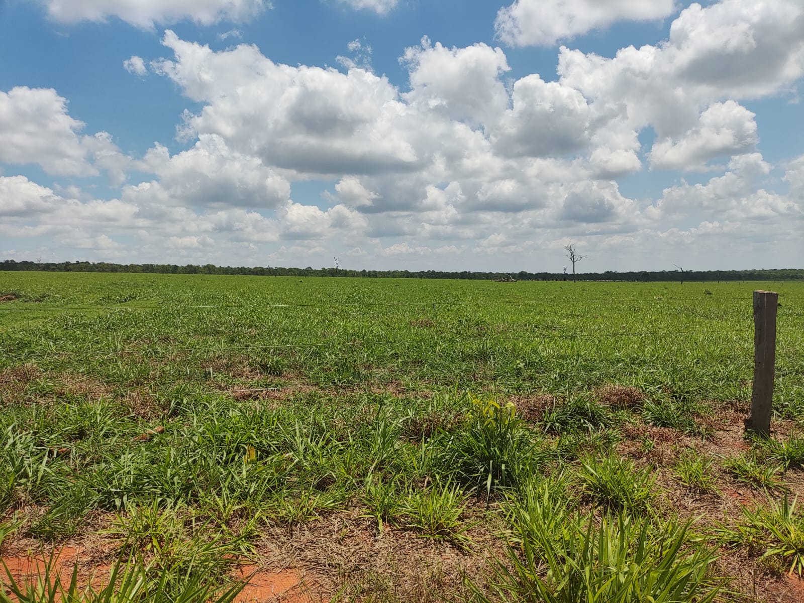 Fazenda Região Ribas do Rio Pardo/MS