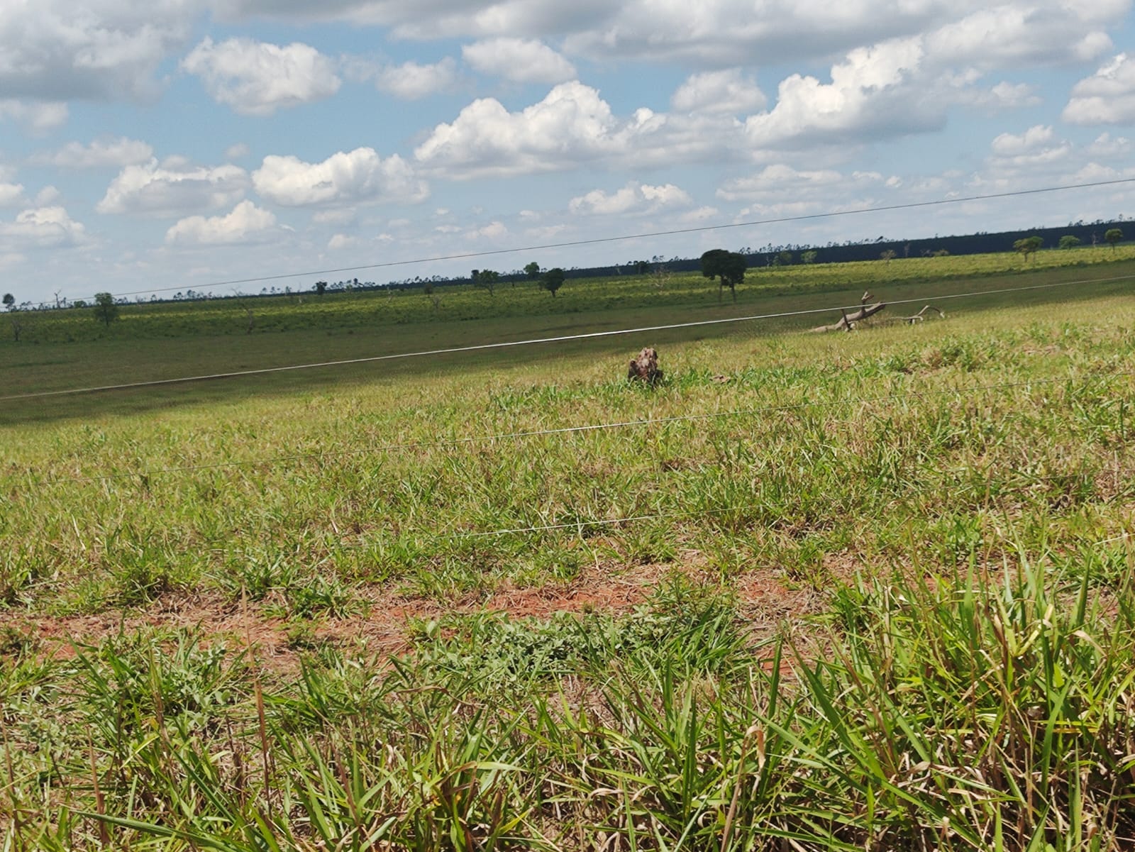 Fazenda Região Ribas do Rio Pardo/MS