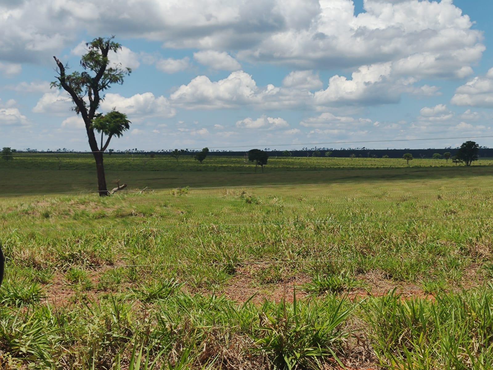 Fazenda Região Ribas do Rio Pardo/MS