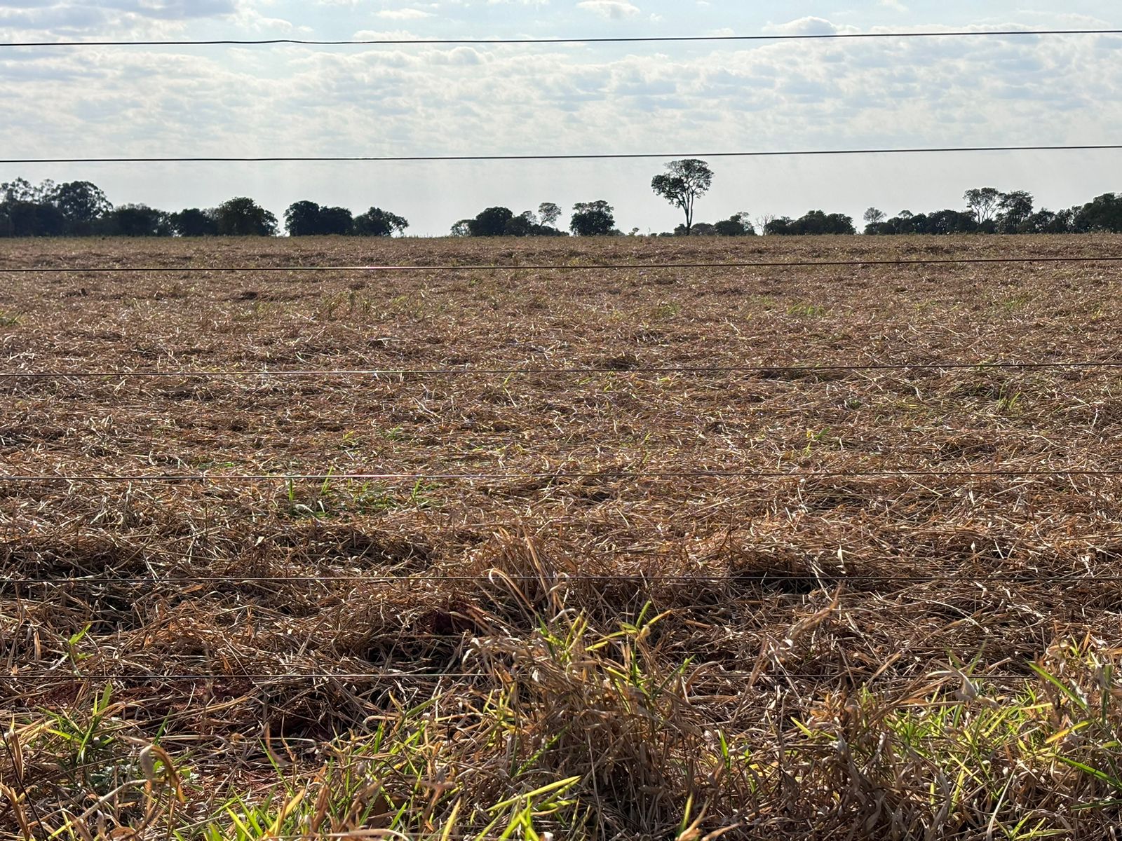Fazenda Região – Anhanduí/MS 