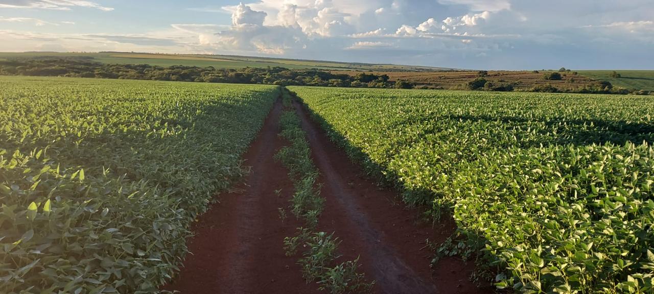 Fazenda Região Bandeirantes/MS