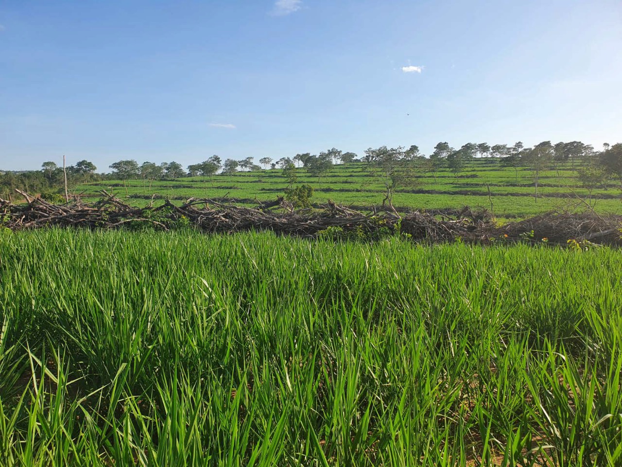 Fazenda Região Figueirão/MS 