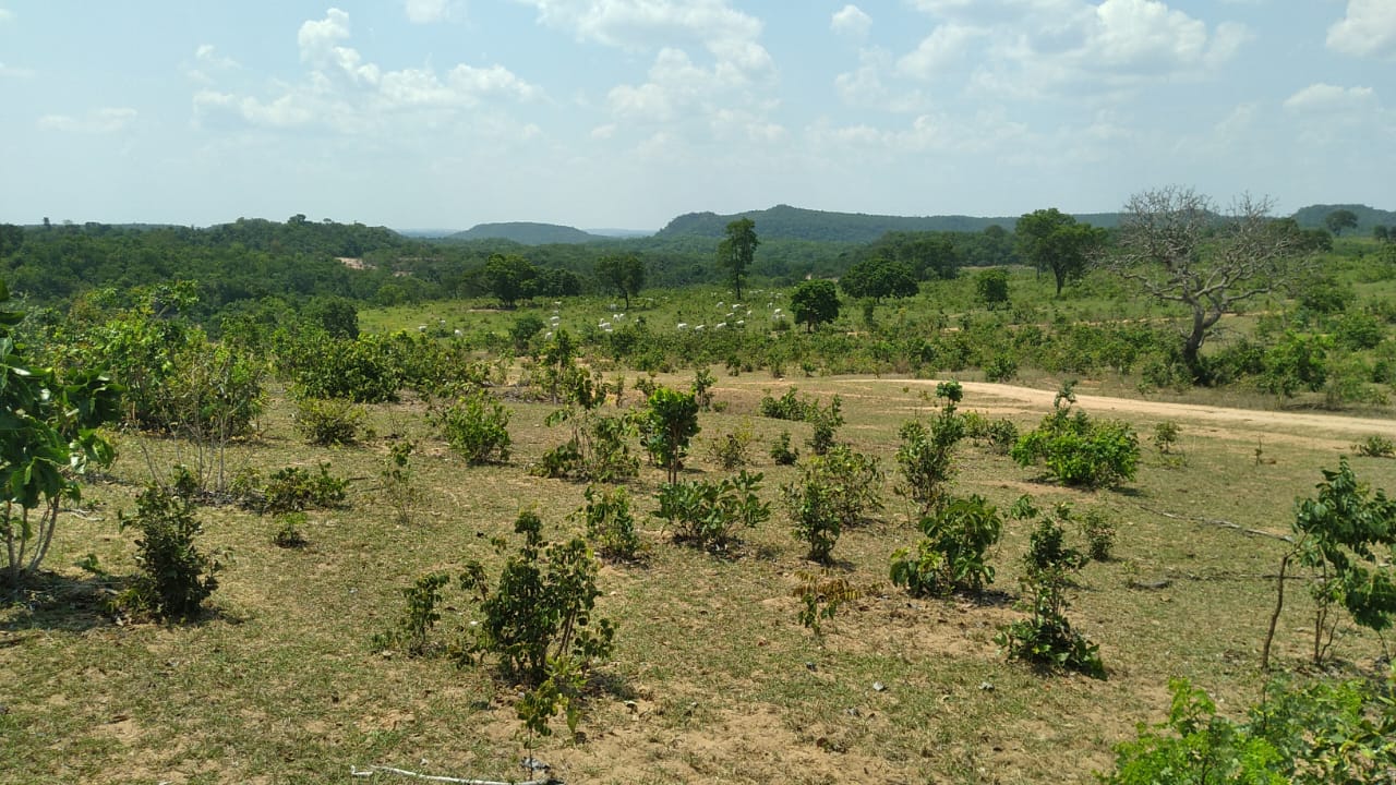 Fazenda Região  Figueirão/MS 