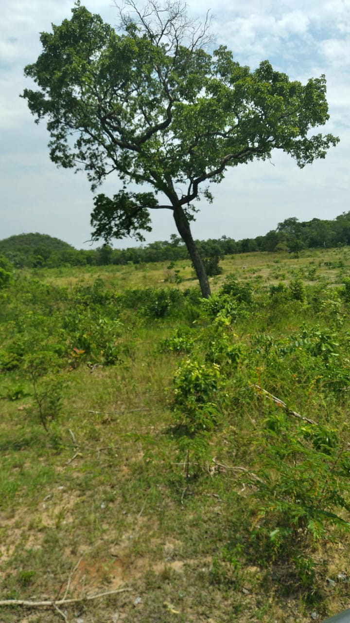 Fazenda Região  Figueirão/MS 