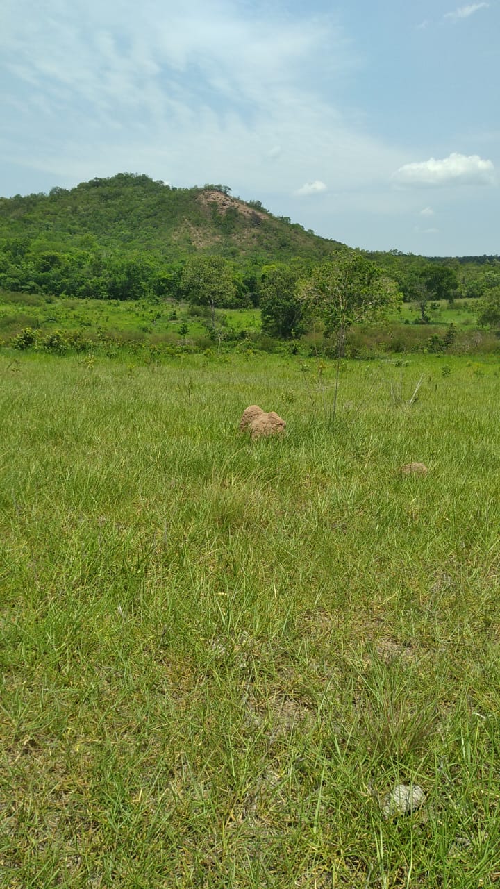 Fazenda Região  Figueirão/MS 