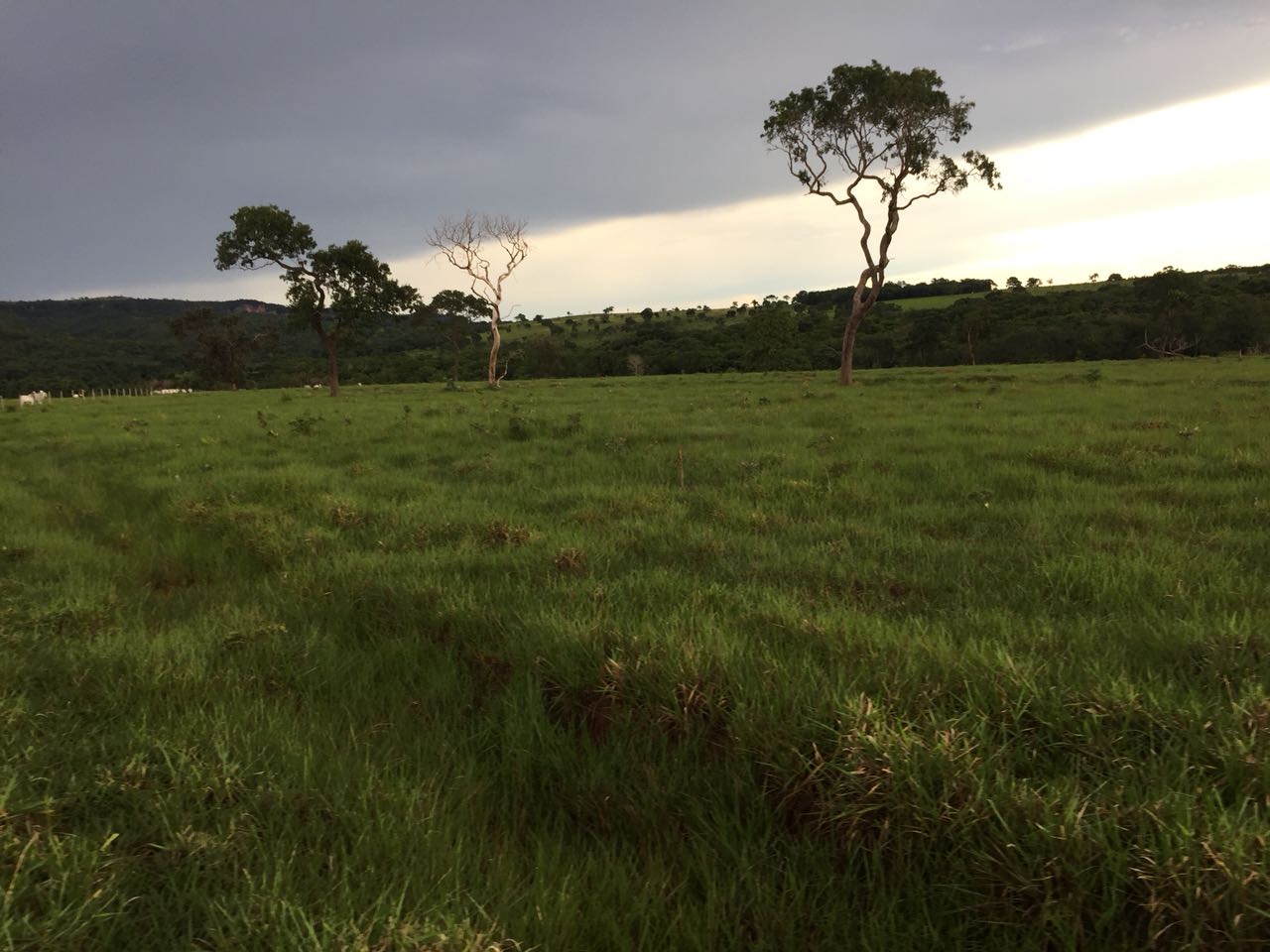 Fazenda Região Rio Negro/MS