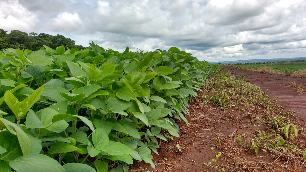 Fazenda Região Terenos/MS 