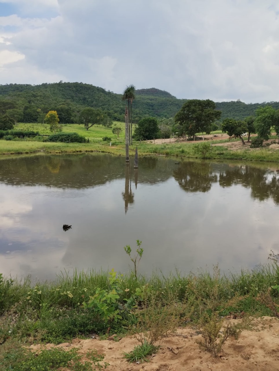 Fazenda Região Rio Negro/MS 