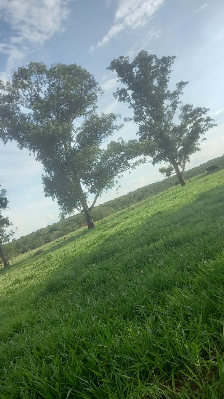 Fazenda à Região Camapuã