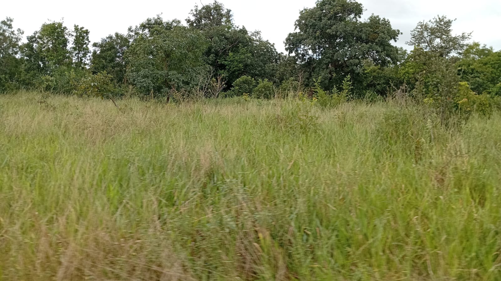 Fazenda Região de Bonito/MS