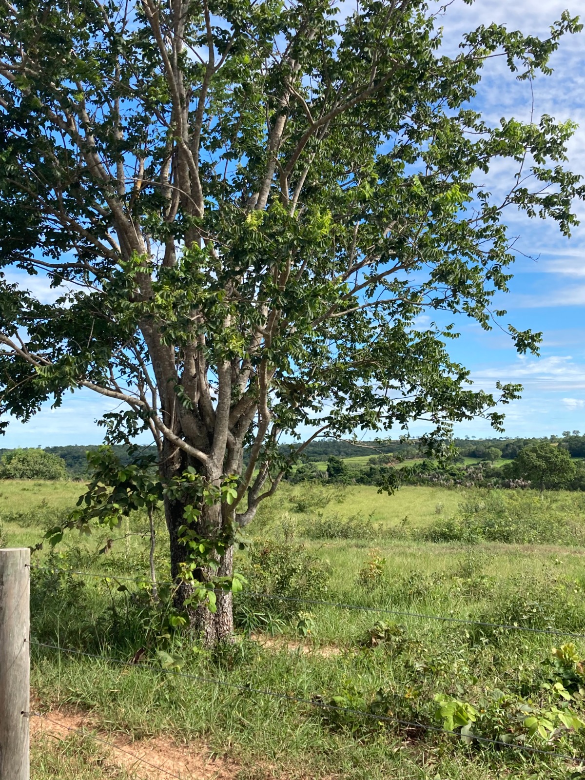 Fazenda à Venda - Região de Camapuã MS