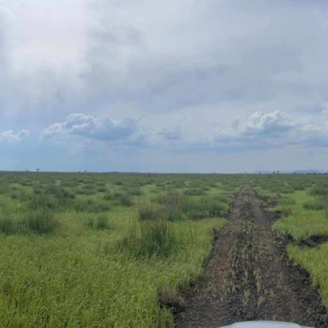 Fazenda à Venda no Pantanal – 16700Hectares 🌿🐃