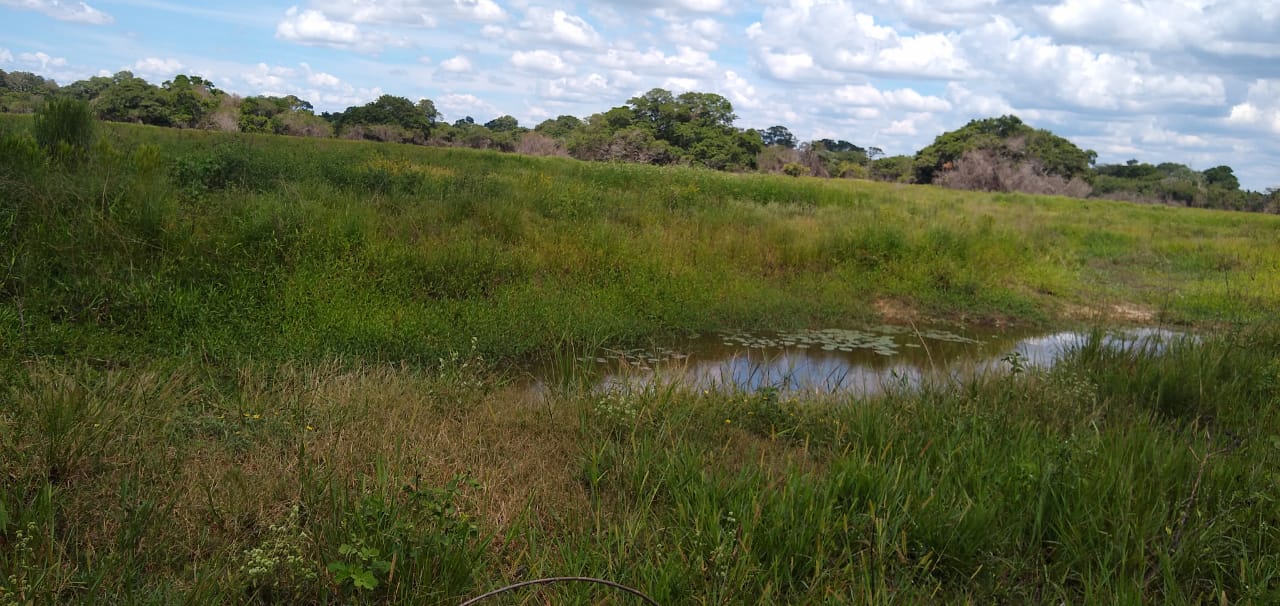 Fazenda à Venda no Pantanal 