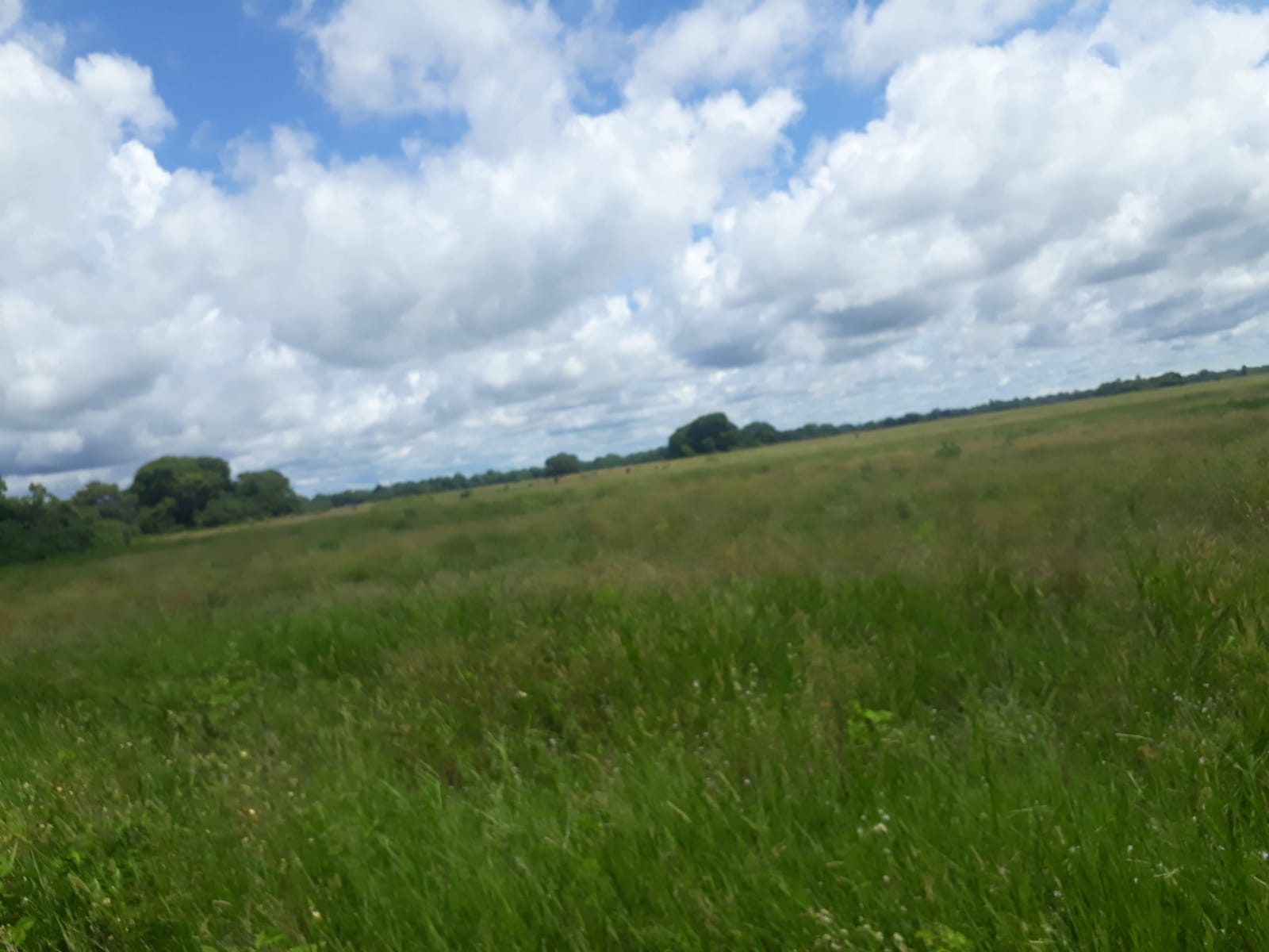 Fazenda à Venda no Pantanal 