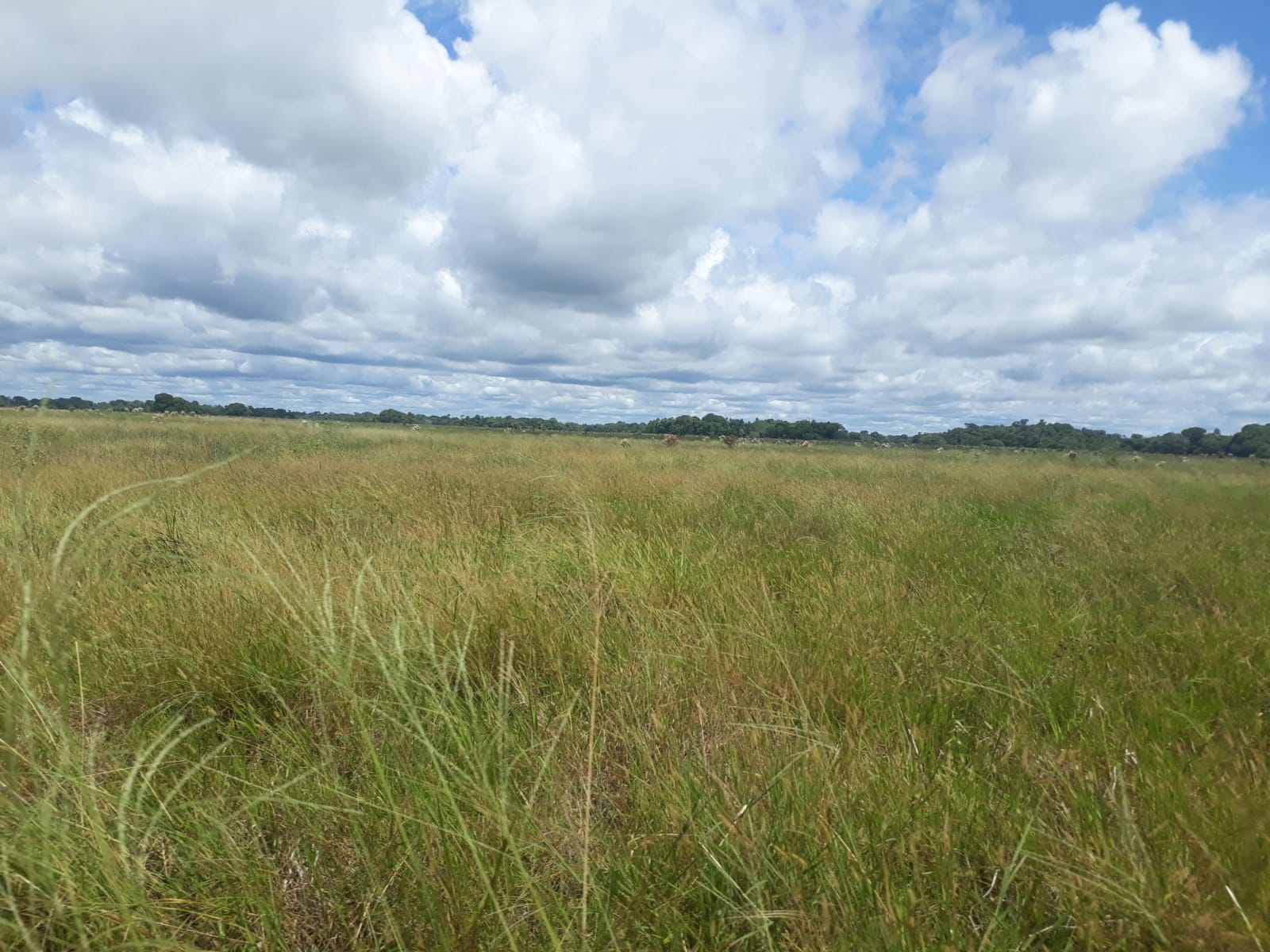Fazenda à Venda no Pantanal